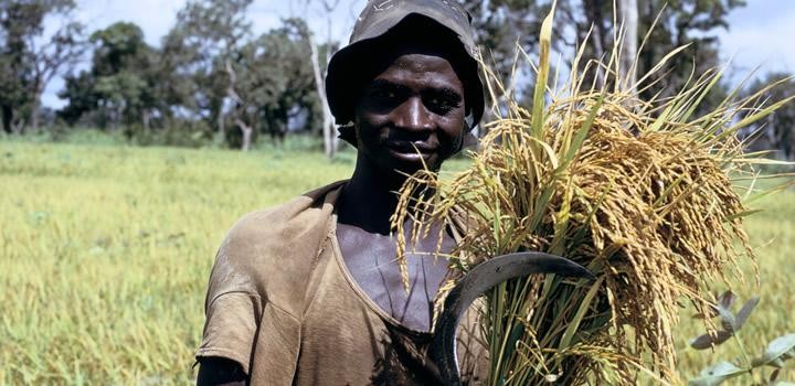 Man holding wheat grain