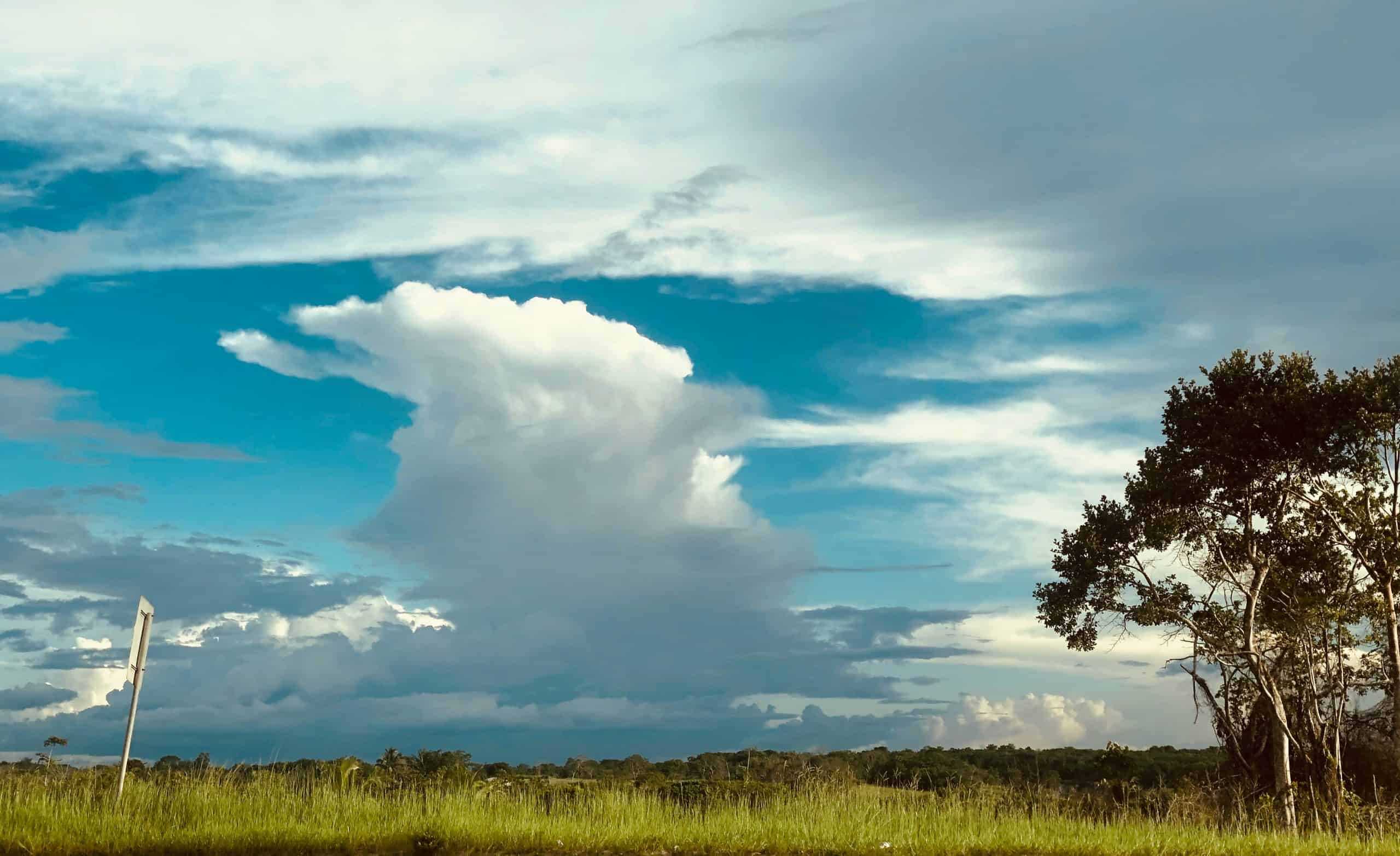 Guyana landscape of a meadow, tree, and clouds