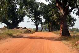 Dirt track surrounded by trees