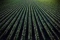 Aerial photo of greenery