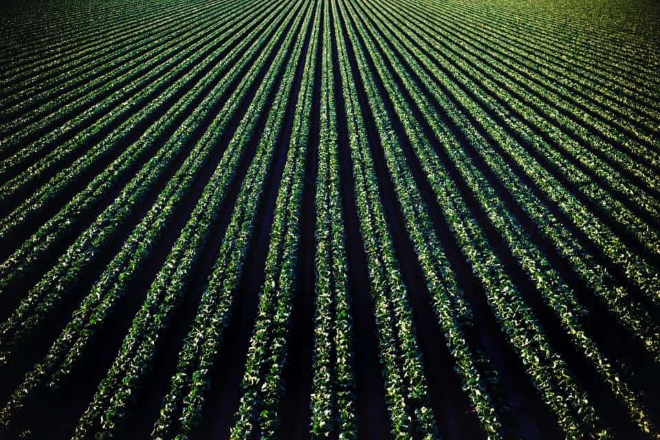 Aerial photo of greenery