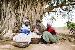 Three women working with cotton