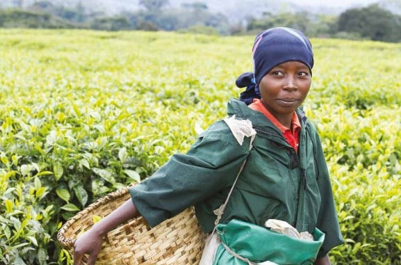 Person in field holding basket