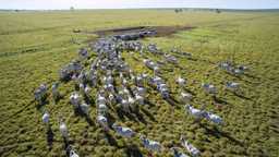 Cattle farm, Mato Grosso