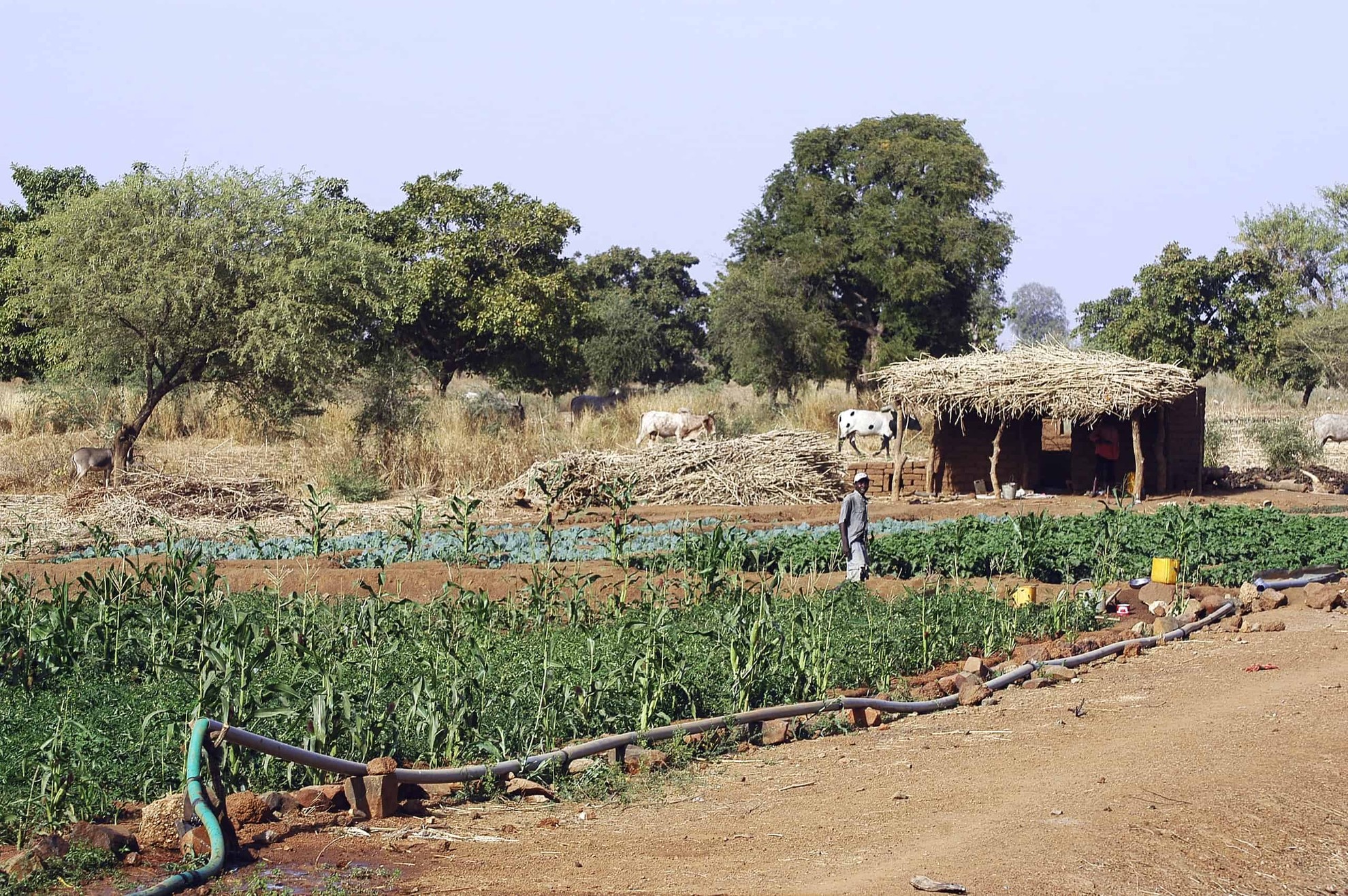 Farm in Burkina Faso