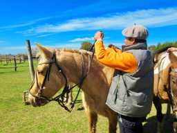 A man taking care of a horse in Argentina