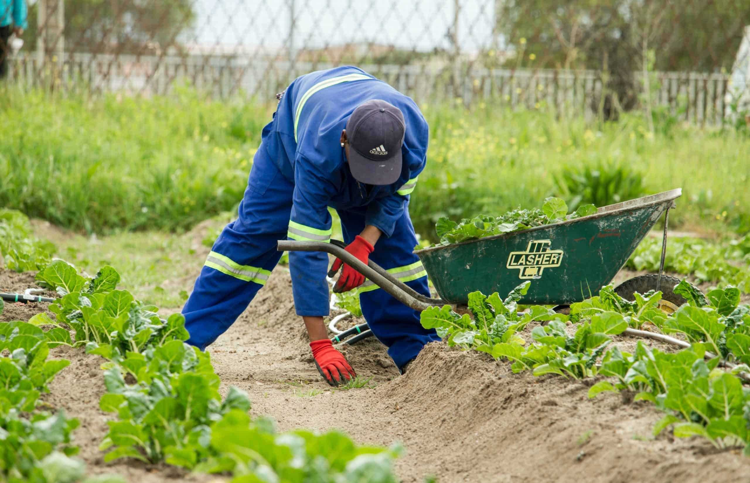 Person gardening in South Africa