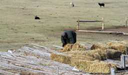 Mongolia Farmer working