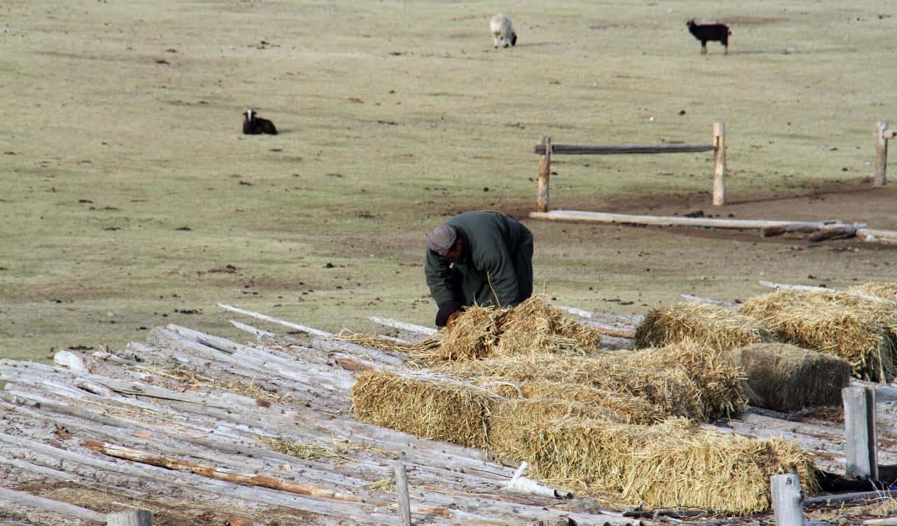 Mongolia Farmer working