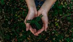 Hands holding soil and plant