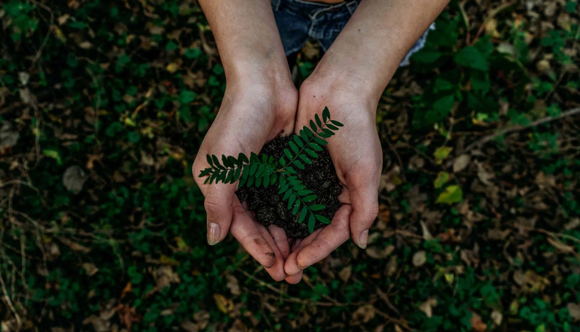 Hands holding soil and plant