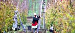 Woman holding a ladder