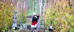 Woman holding a ladder