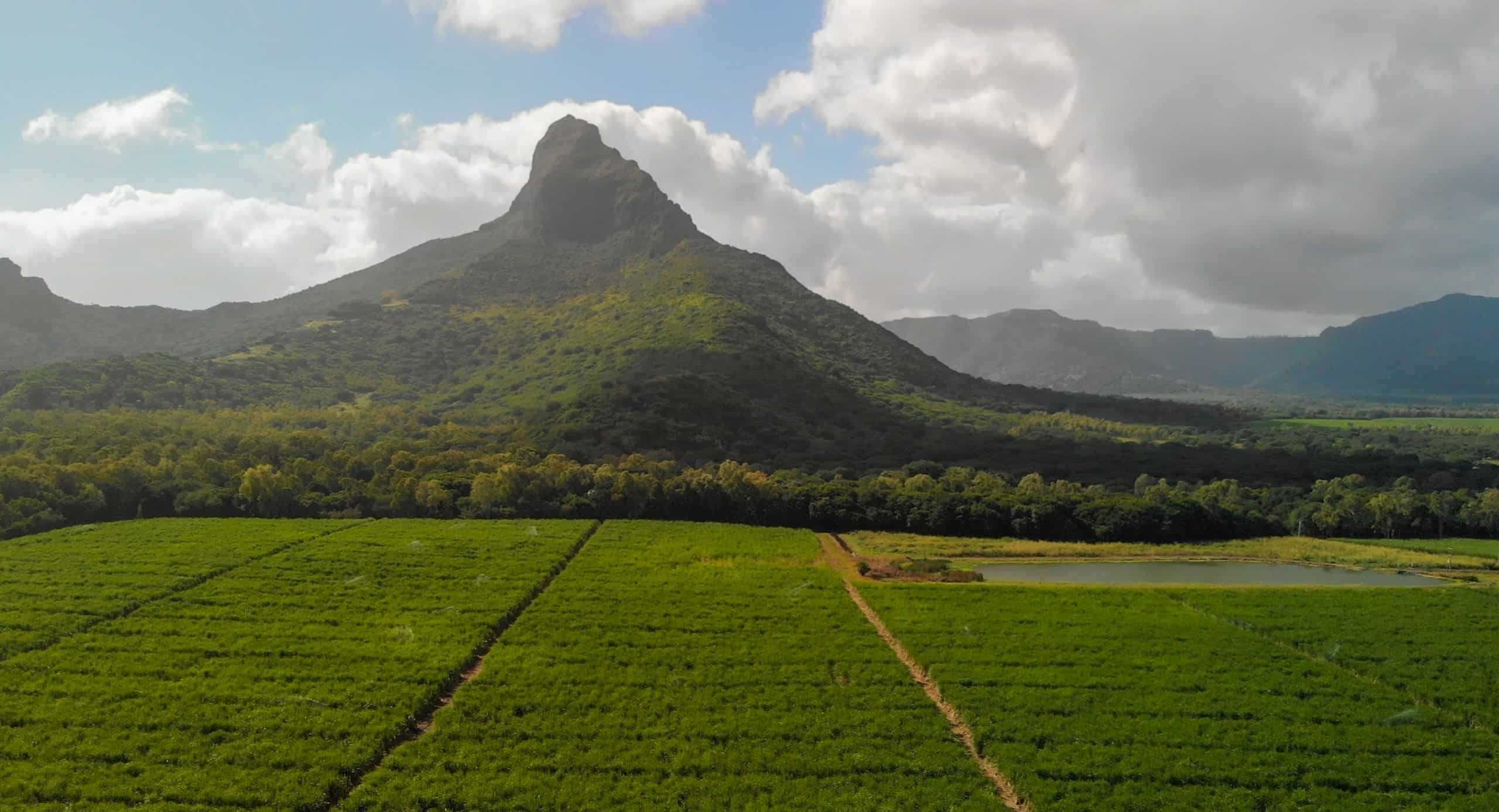 Sugarcane fields near Mt. Rempart, Mauritius