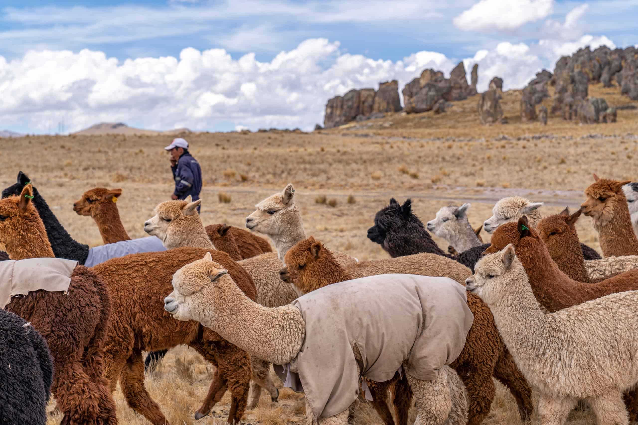 People riding camels on a brown field in Peru