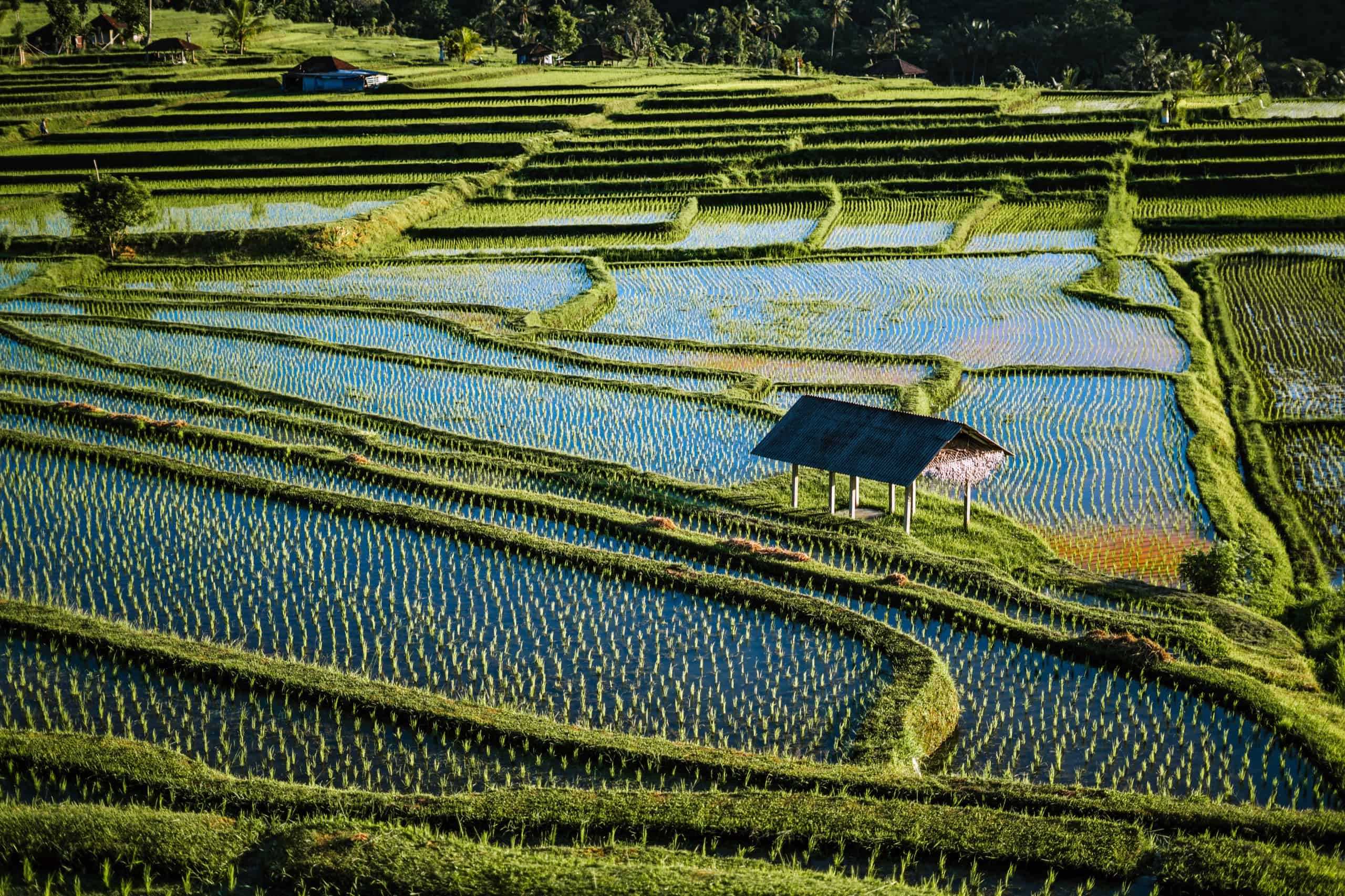 Aerial view of green field