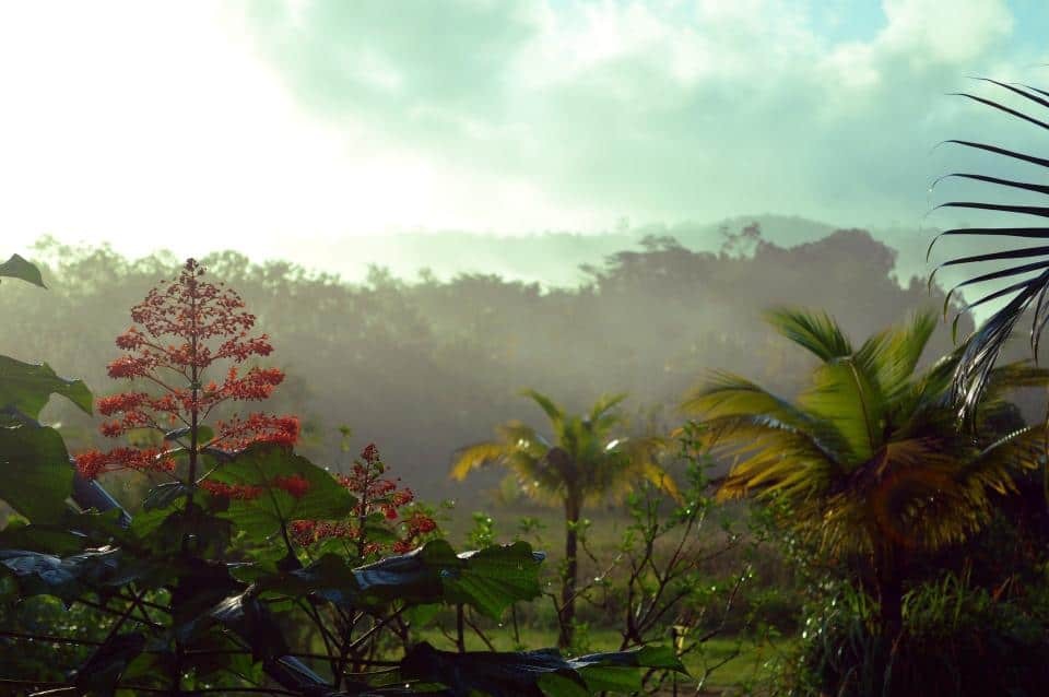 Nature landscape