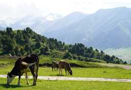 Cows and mountains