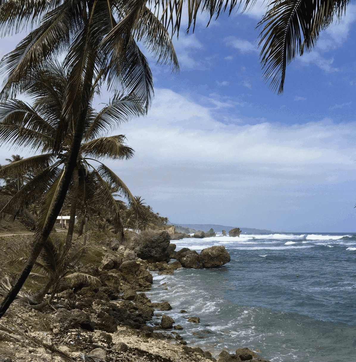 Coastline with palm trees and rocks in Barbados