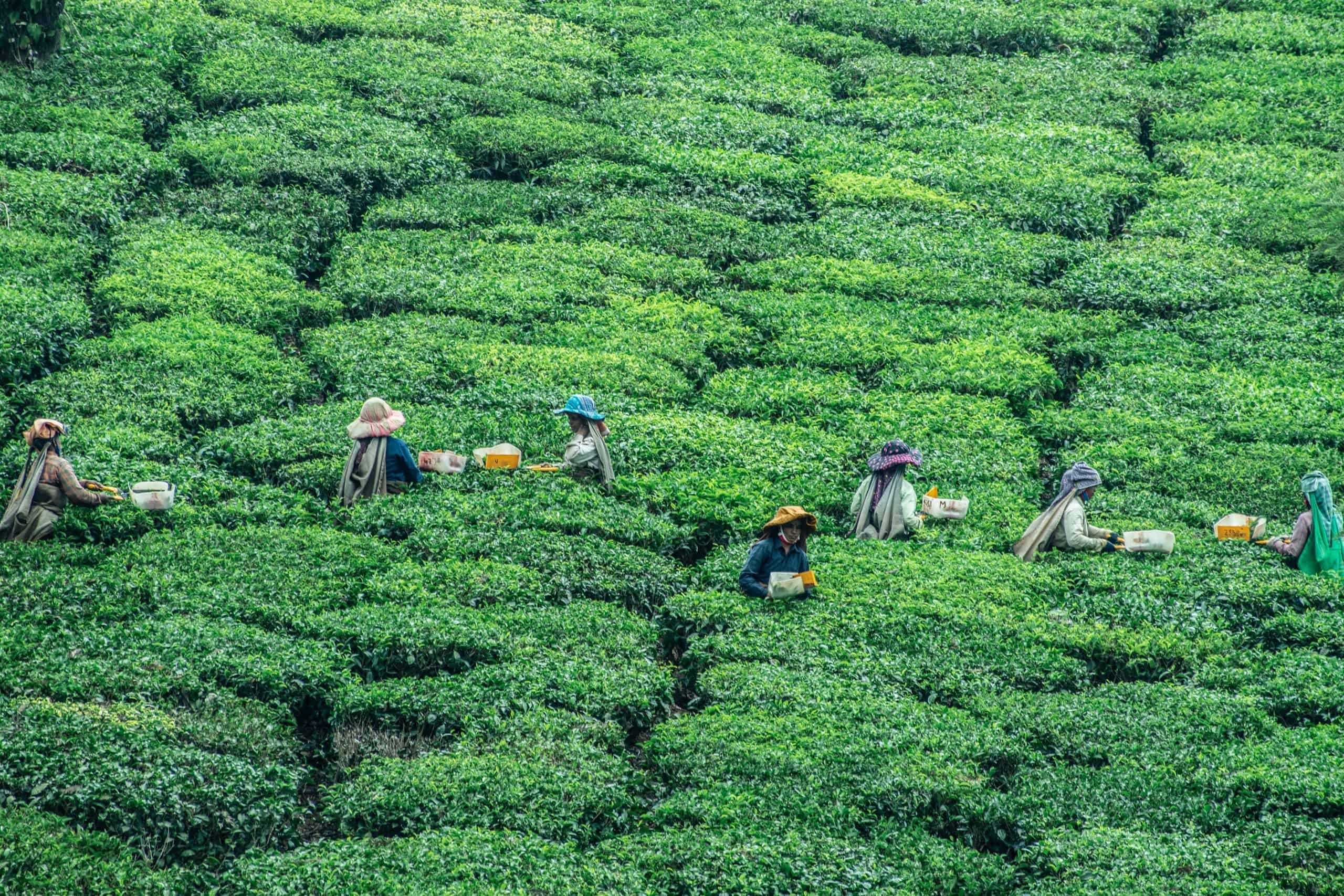 Farmers in a green field in India